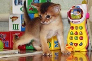 Абиссинский котенок - неповторимость и шик вашего дома 
